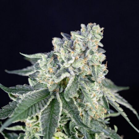 Green Dream Indica