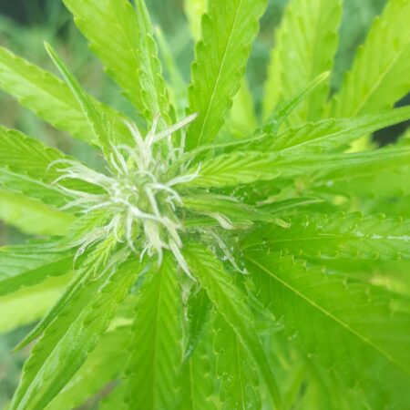 Green Dream Indica